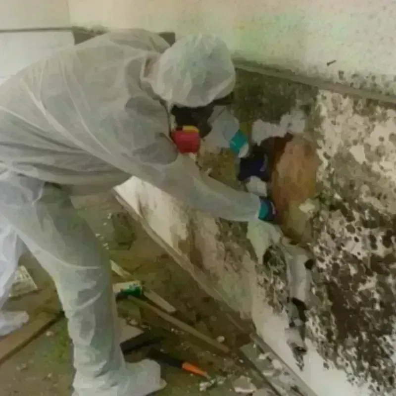 Mold Remediation and Removal in Jamestown, NY